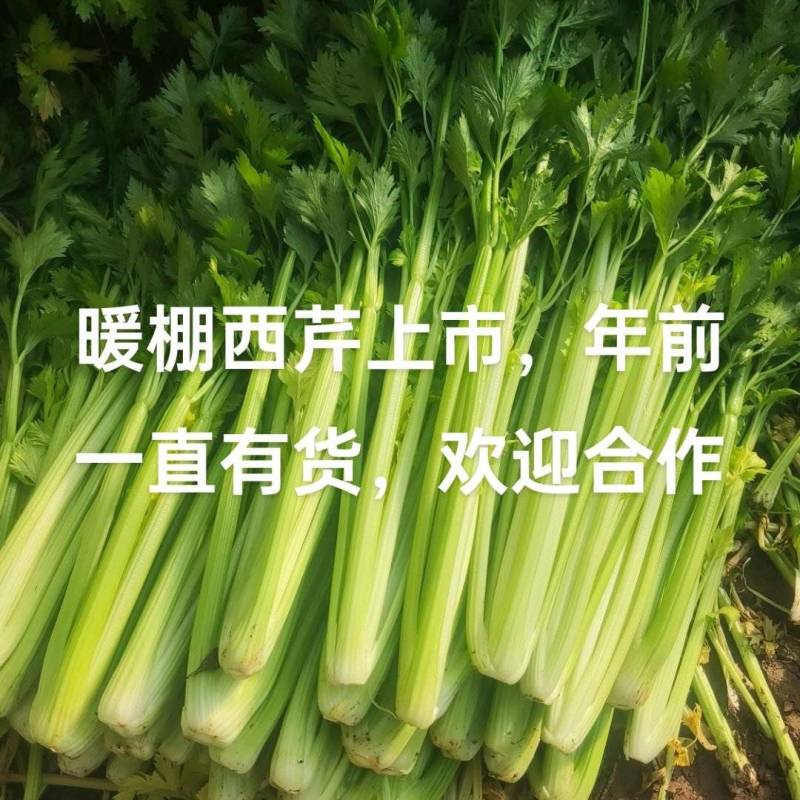 曹县，青堌集镇，千亩暖棚西芹大量上市，年前一直有菜，