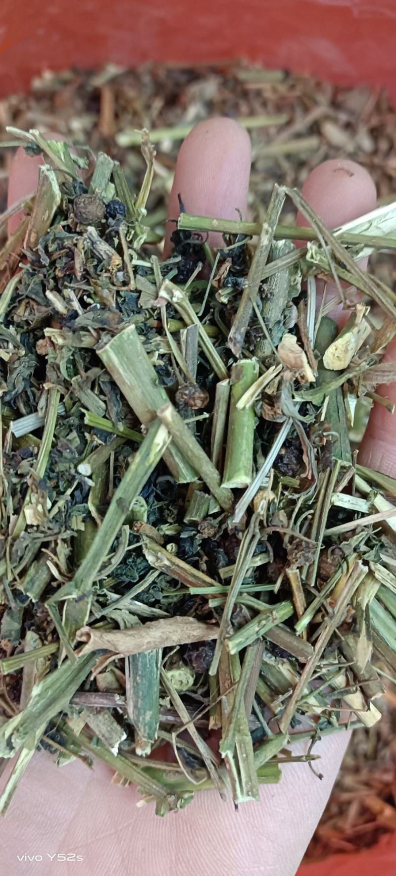 龙葵各种中药，冷背药，名贵药材实体加平台让您享受最大优势