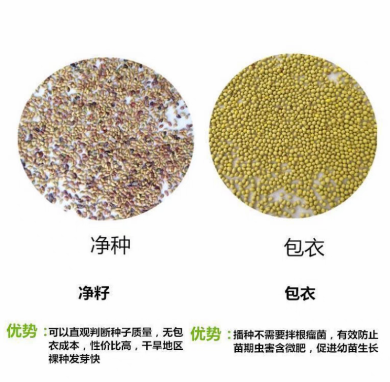 紫花苜蓿厂家货源批发价格全国发货价格便宜欢迎下单咨询