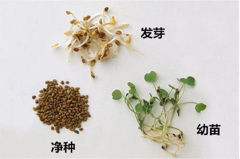 紫花苜蓿厂家货源批发价格全国发货价格便宜欢迎下单咨询