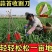 蒜薹刀快速拔剔蒜薹提摘蒜苔收