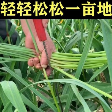 蒜薹刀快速拔剔蒜薹提摘蒜苔收