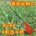 蒜薹刀快速拔剔蒜薹提摘蒜苔收