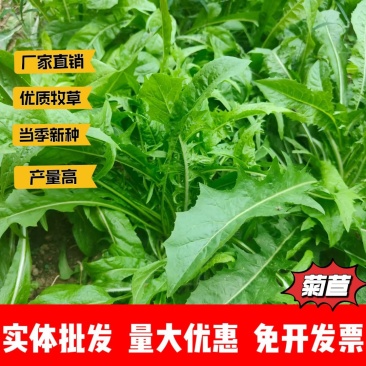 大叶菊苣猪牛鱼鸡鸭鹅兔子爱吃养殖四季牧草多年生农家牧草