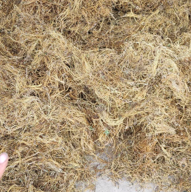 龙胆草云南野生龙胆，我们只做正品假一赔三平台保证放心下单