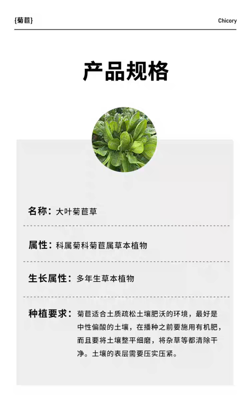 大叶菊苣猪牛鱼鸡鸭鹅兔子爱吃养殖四季牧草多年生农家牧草