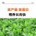 大叶菊苣猪牛鱼鸡鸭鹅兔子爱吃养殖四季牧草多年生农家牧草