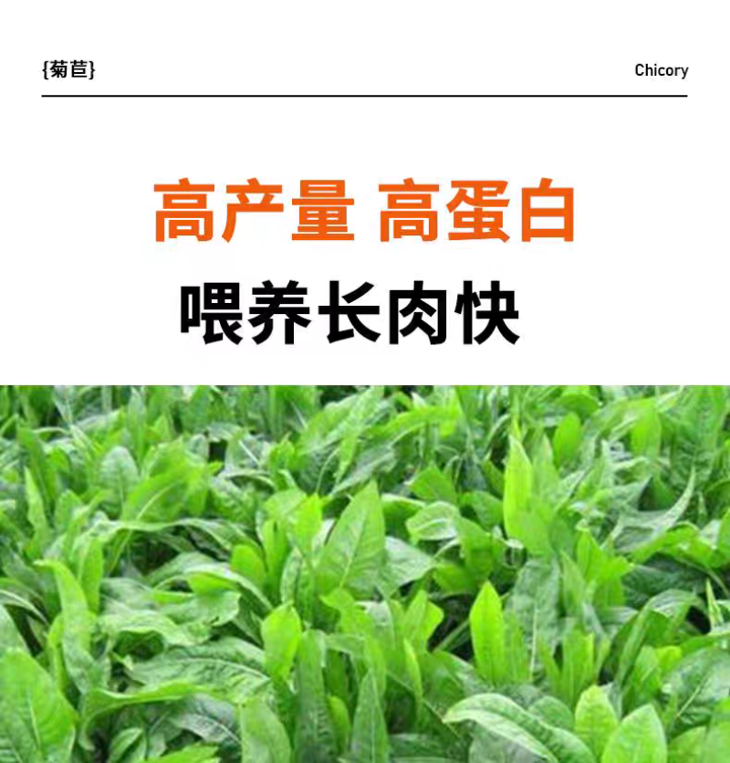大叶菊苣猪牛鱼鸡鸭鹅兔子爱吃养殖四季牧草多年生农家牧草