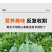 大叶菊苣猪牛鱼鸡鸭鹅兔子爱吃养殖四季牧草多年生农家牧草