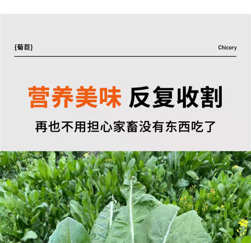 大叶菊苣猪牛鱼鸡鸭鹅兔子爱吃养殖四季牧草多年生农家牧草