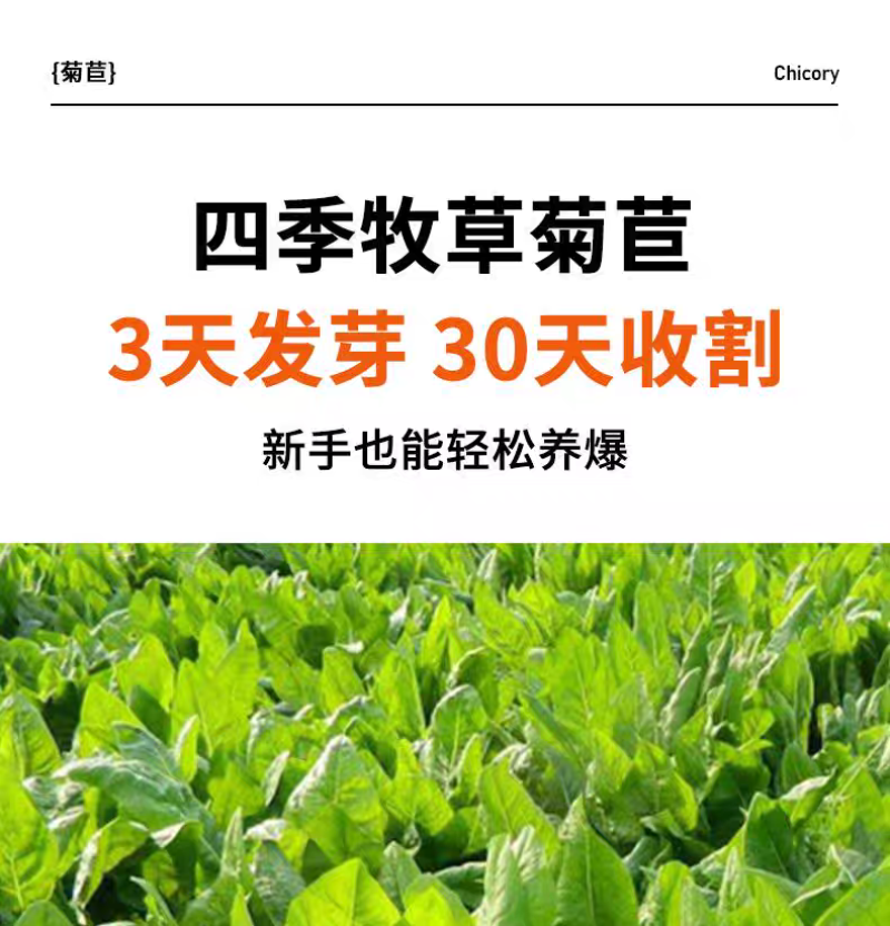 大叶菊苣猪牛鱼鸡鸭鹅兔子爱吃养殖四季牧草多年生农家牧草