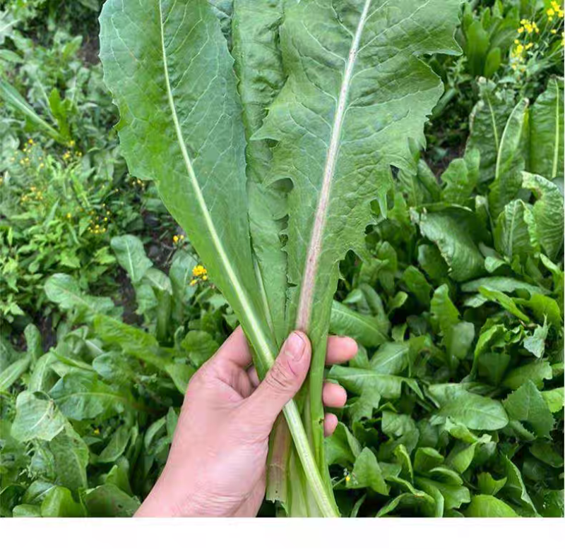 大叶菊苣猪牛鱼鸡鸭鹅兔子爱吃养殖四季牧草多年生农家牧草