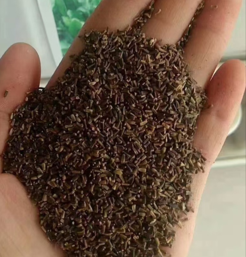 大叶菊苣猪牛鱼鸡鸭鹅兔子爱吃养殖四季牧草多年生农家牧草