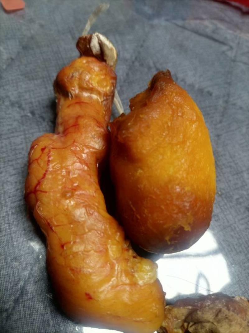 新鲜鸡宝，望谟县产，品质保证
