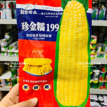 珍金糯199玉米种籽黄色糯玉米种子绿皮大棒软糯香甜黄玉米