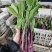 精品红菜苔，湖北菜苔，对接超市电商市场