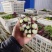 精品红菜苔，湖北菜苔，对接超市电商市场