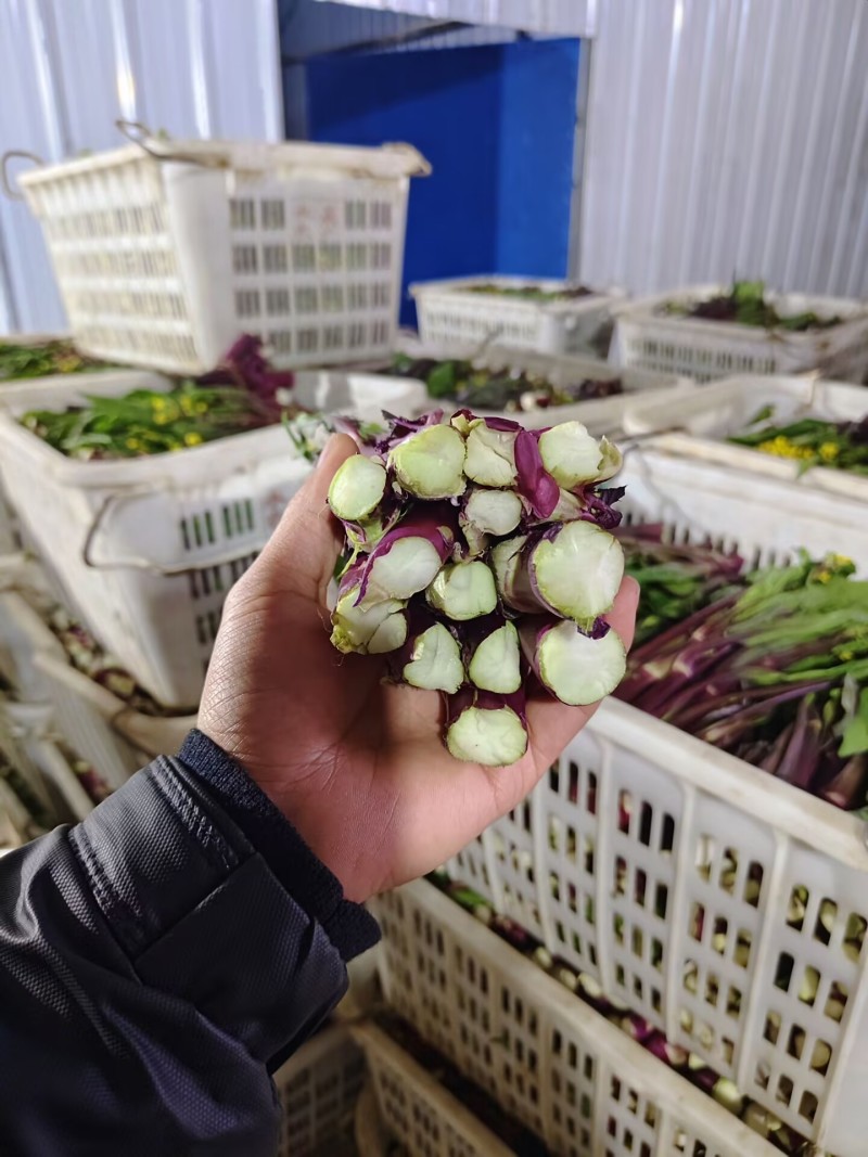 精品红菜苔，湖北菜苔，对接超市电商市场