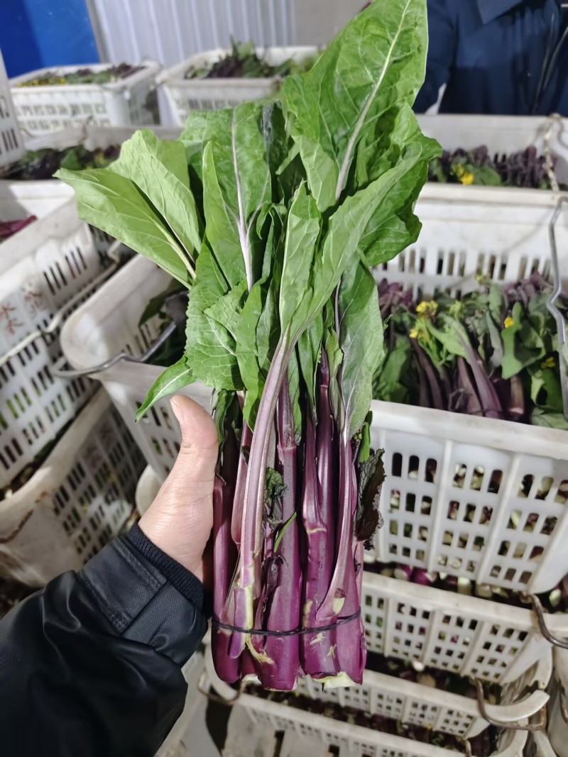 精品红菜苔，湖北菜苔，对接超市电商市场