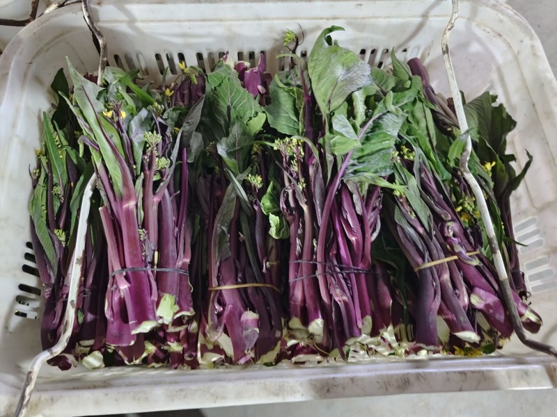 精品红菜苔，湖北菜苔，对接超市电商市场