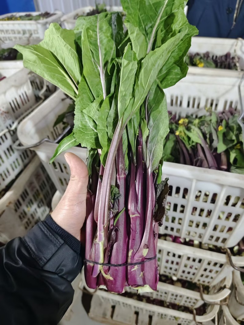 精品红菜苔，湖北菜苔，对接超市电商市场