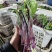 精品红菜苔，湖北菜苔，对接超市电商市场