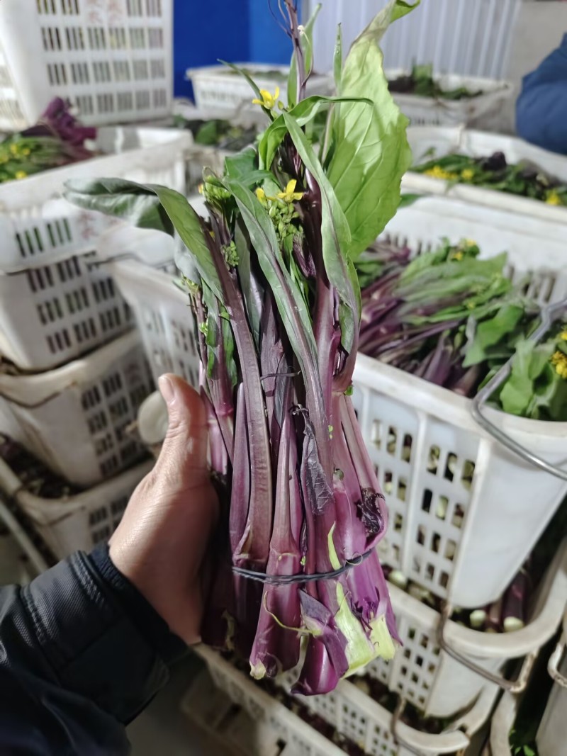 精品红菜苔，湖北菜苔，对接超市电商市场