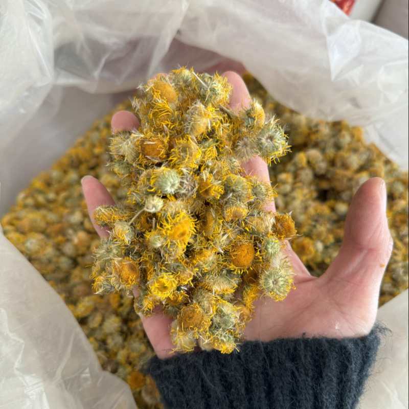新货旋复花保庆药业无杂质旋复花实物拍摄旋覆花