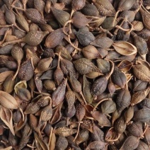 连翘中药材新货连翘茶青翘黄翘老翘