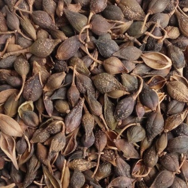 连翘中药材新货连翘茶青翘黄翘老翘