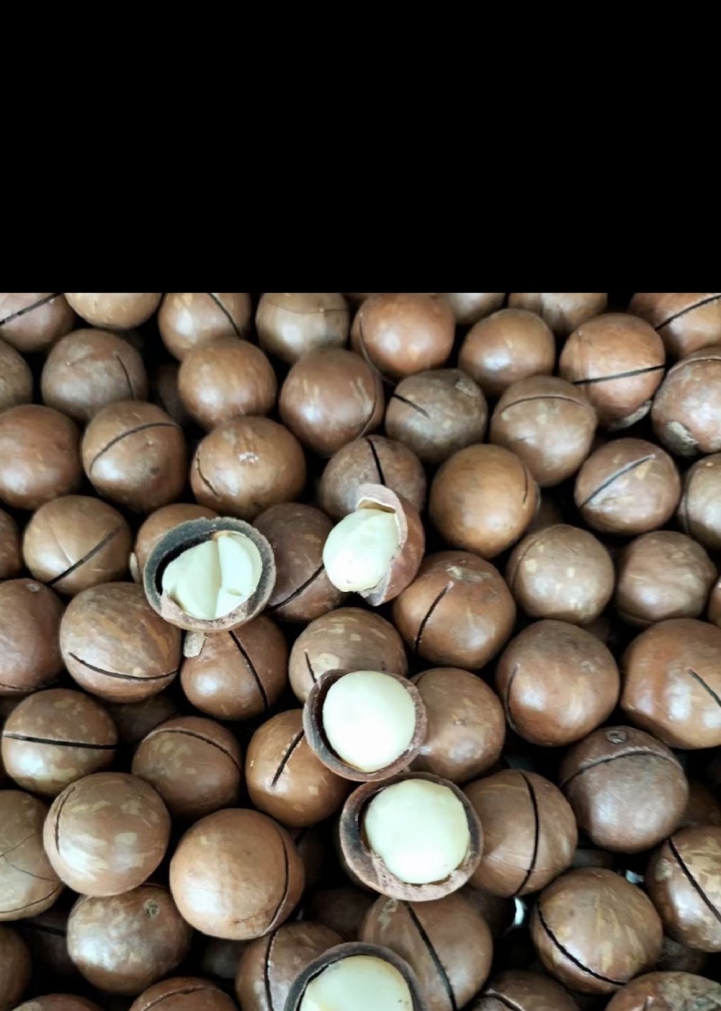 电商夏威夷果，商超品质精品夏威夷果，大量批发，货源充足