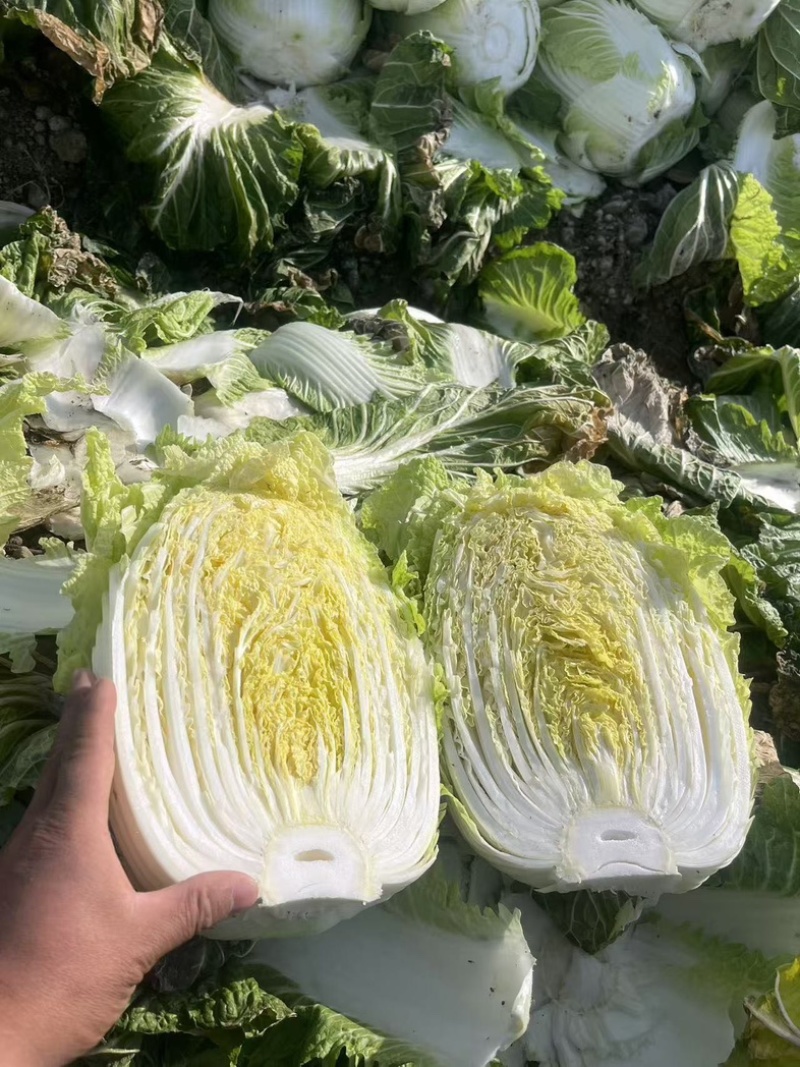 黄心大白菜整车配送河南南阳新野县，新鲜发货送货上门服务