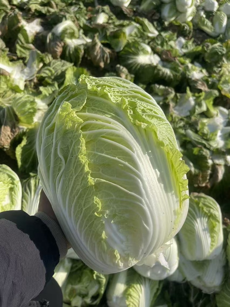 黄心大白菜，河南省南阳市新野县袁庄蔬菜基地