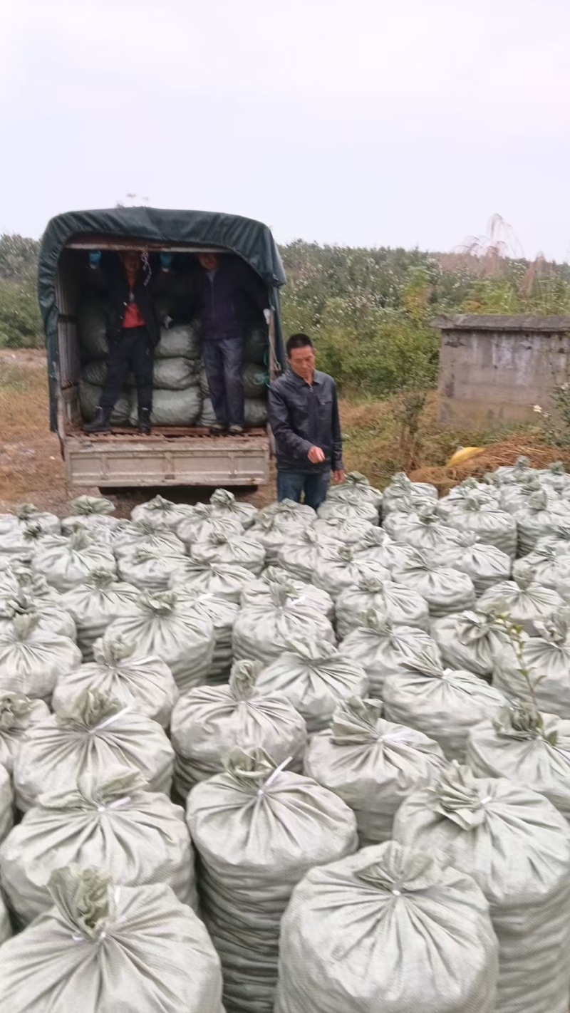 秀凯茶油，基地直供，量大质优，一手货源，欢迎电话联系。