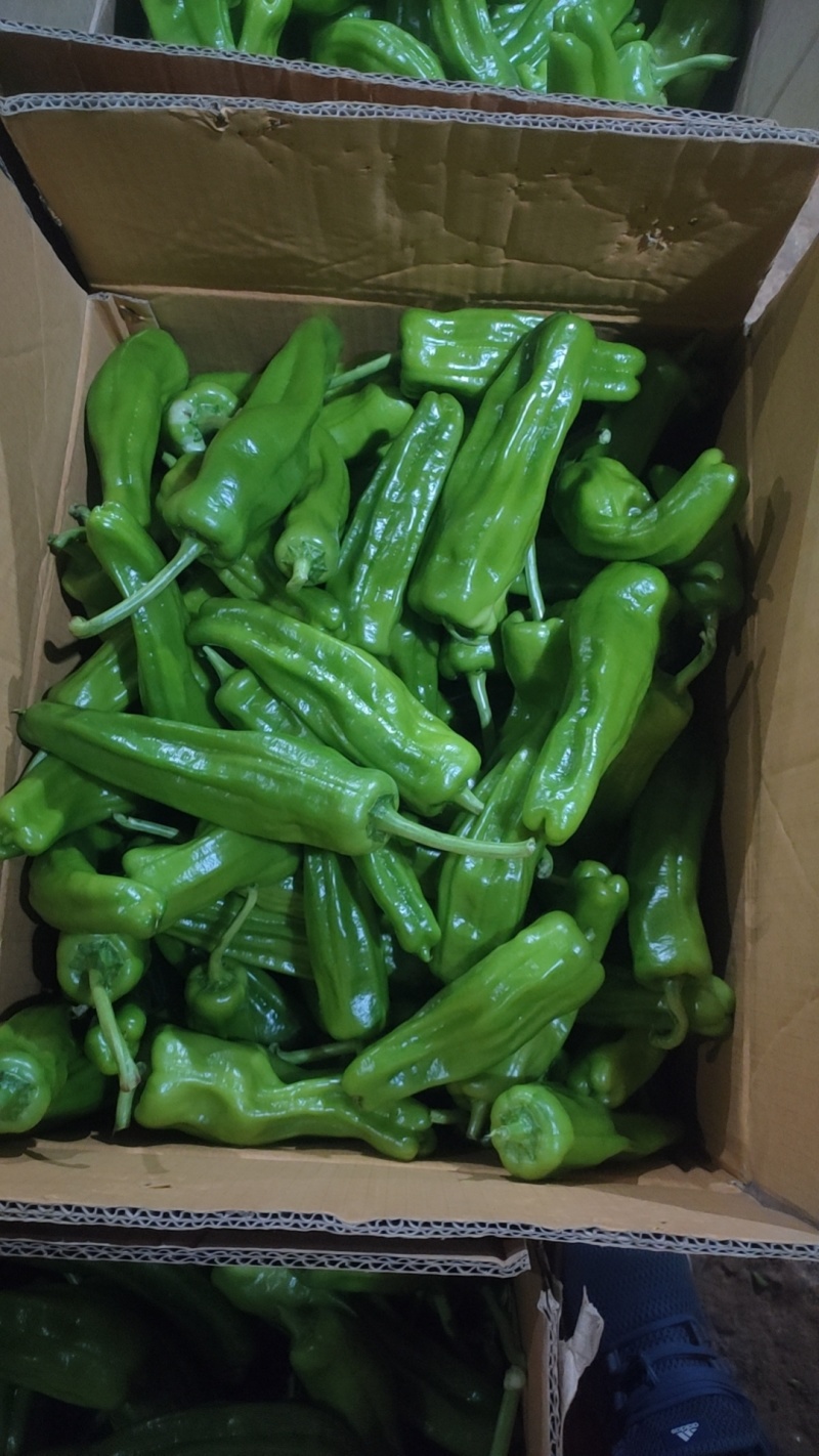芜湖椒苏椒砀椒，龚垒代收货电商货对接各大平台，万亩大棚基