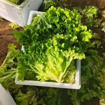 散叶生菜产地直发保障品质大量有货价格优惠