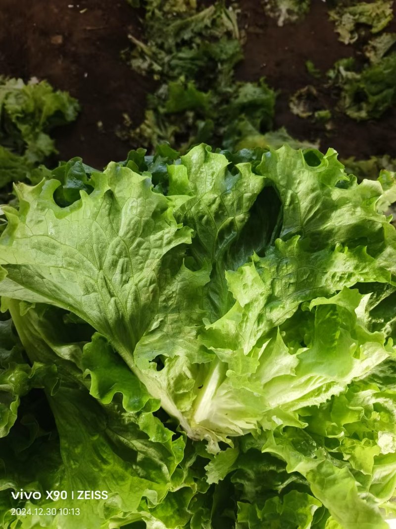 散叶生菜产地直发保障品质大量有货价格优惠