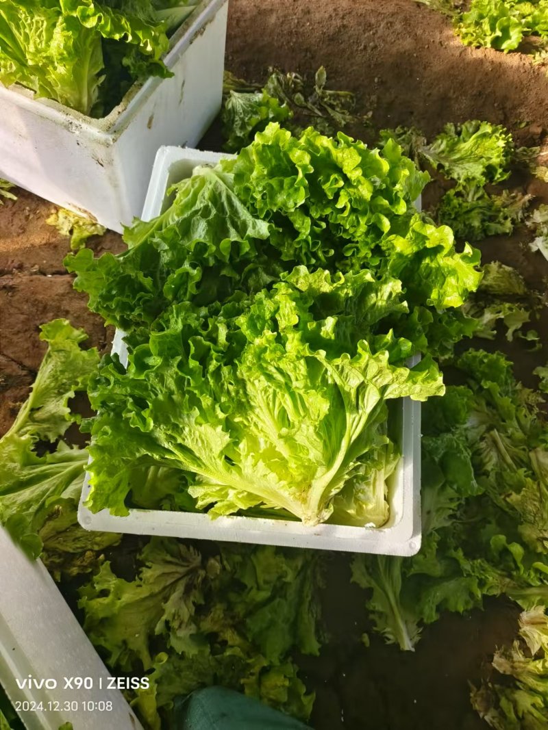 散叶生菜产地直发保障品质大量有货价格优惠
