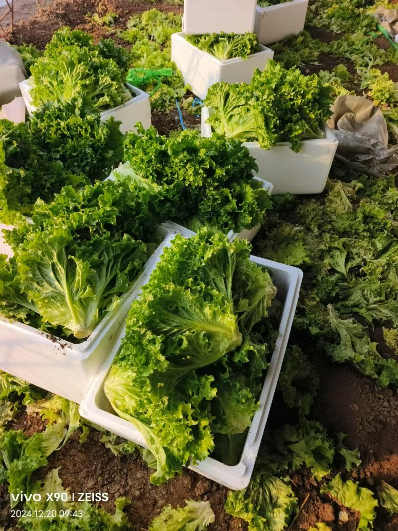 散叶生菜产地直发保障品质大量有货价格优惠