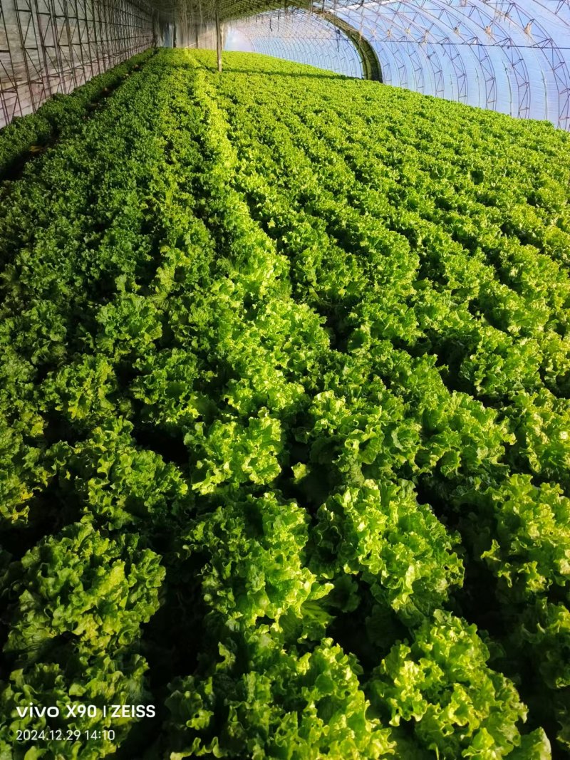 散叶生菜产地直发保障品质大量有货价格优惠