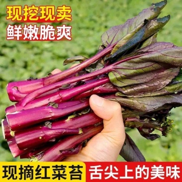 精品湖北红菜苔，产地一手货源，全国直发，支持电商超市等