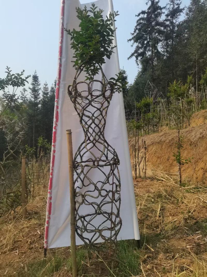 基地货，种植户，一手货源
