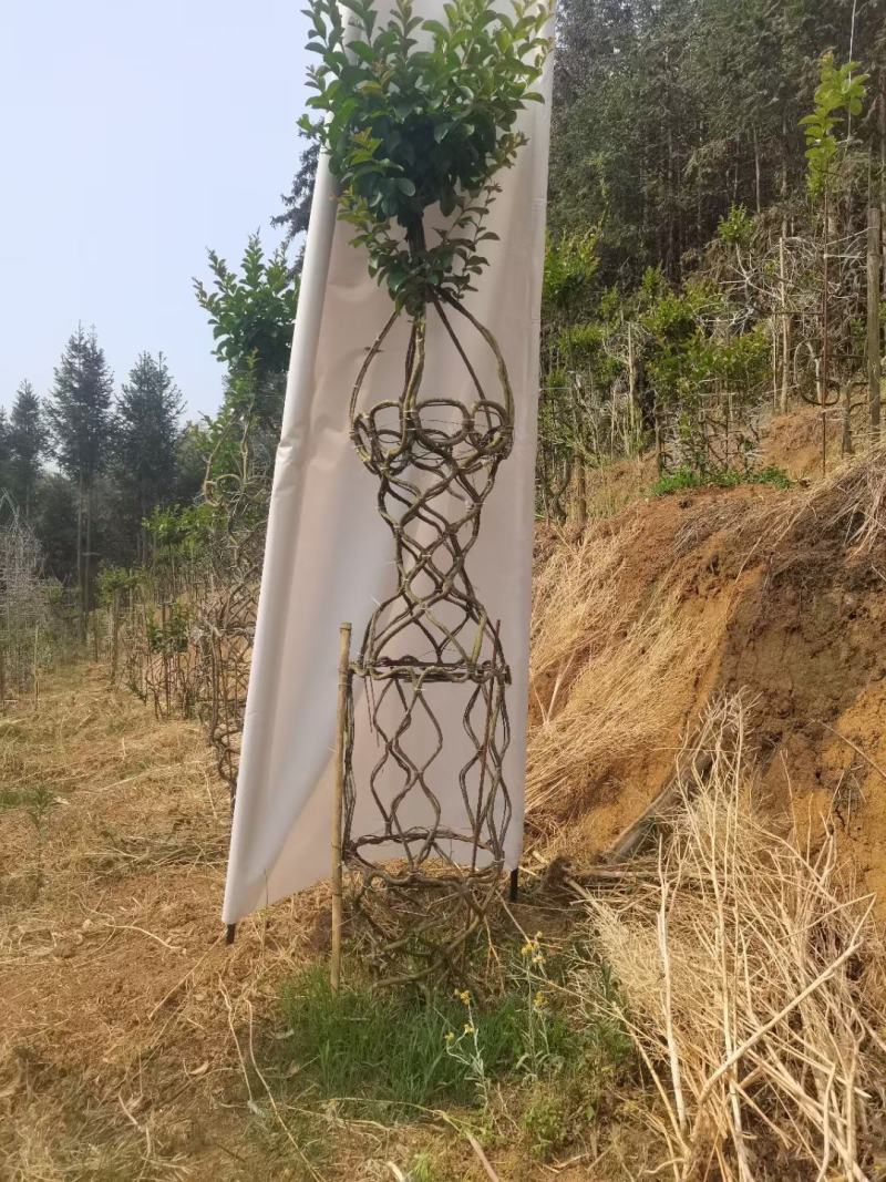 基地货，种植户，一手货源
