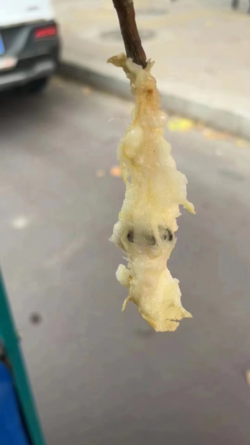 山东莱阳丑梨，皮糙肉厚汁水甜，包装精美量大从优，欢迎采购