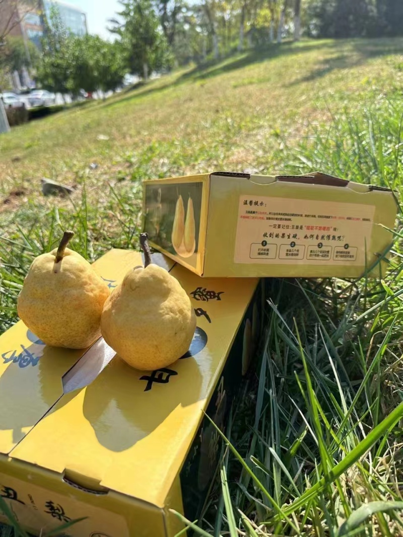 山东莱阳丑梨，皮糙肉厚汁水甜，包装精美量大从优，欢迎采购