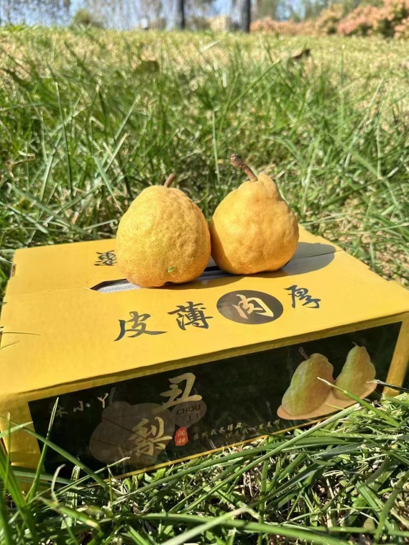 山东莱阳丑梨，皮糙肉厚汁水甜，包装精美量大从优，欢迎采购