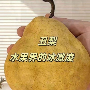 莱阳丑梨，水果界的冰激凌，被颜值耽误的神仙水果，欢迎采购