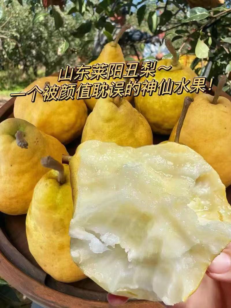 莱阳丑梨，水果界的冰激凌，被颜值耽误的神仙水果，欢迎采购