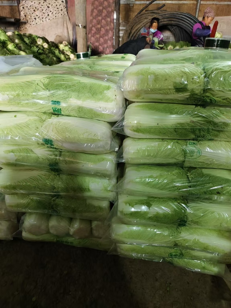 大白菜一手资源产地直发协助装车服务周到