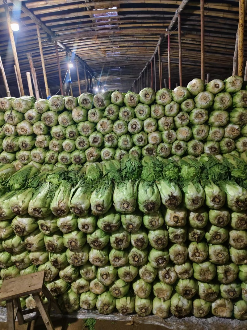 大白菜一手资源产地直发协助装车服务周到